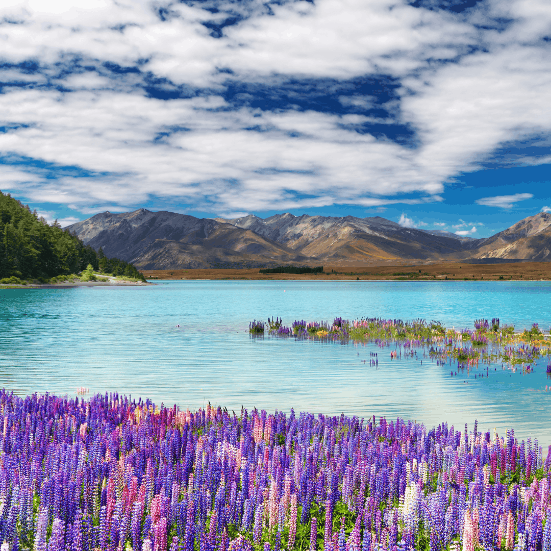 South Island Explorer