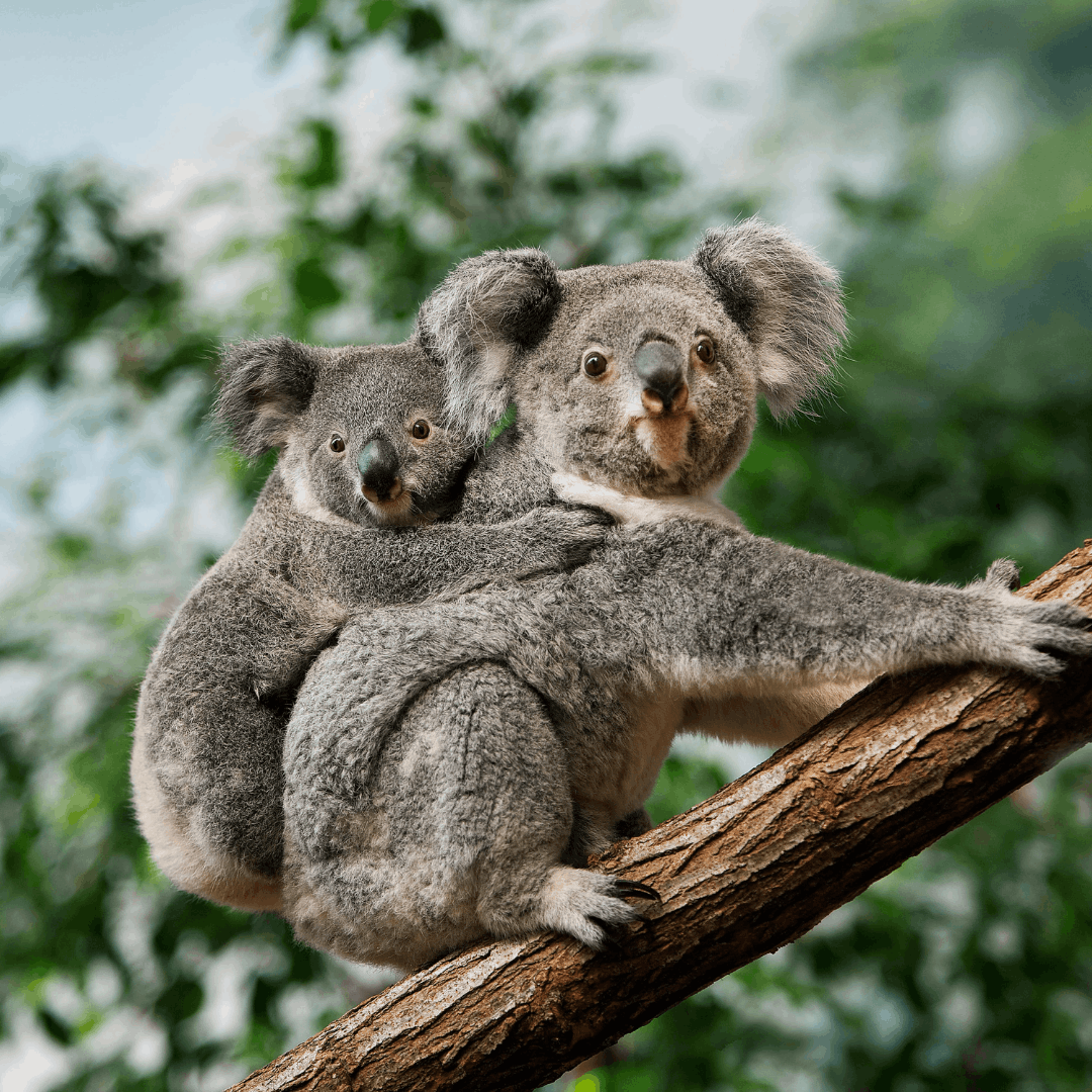 Pacific Coast Explorer