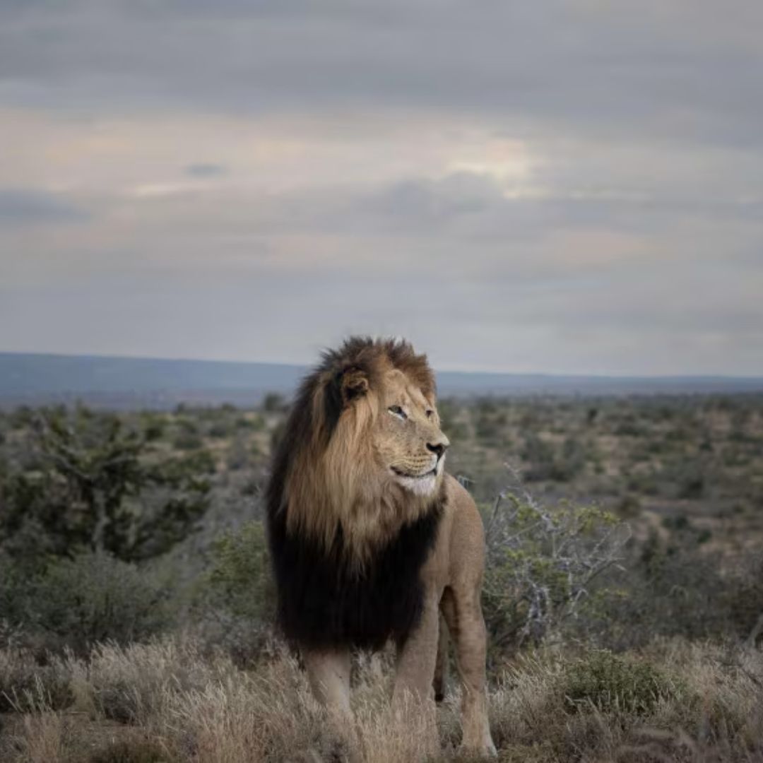 Afrique du Sud Du Cap à la Route des Jardins
