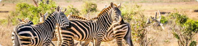 Afrique
