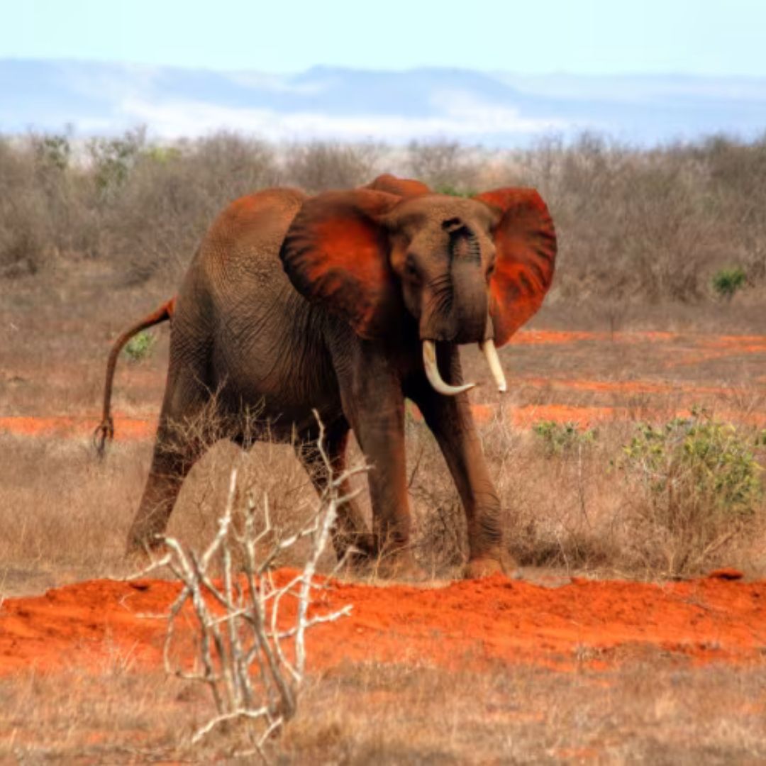 Kenia